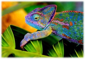 Chameleon